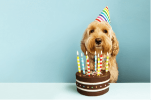 Image of a dog celebrating a birthday to test with the kendra image search using automated text captioning
