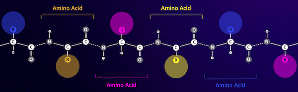 The structure of an amino acid chain